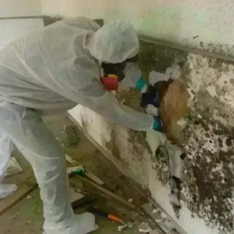 Mold Remediation and Removal in Jackson County, CO